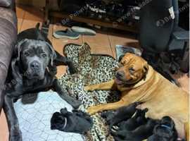 Playful & Well-Socialised Large Breed Pups - 7 Girls Available