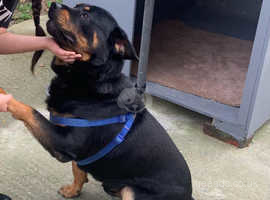 Rottweiler/German Shepard for adoption