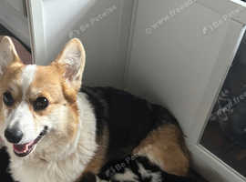 KC Pembrokeshire corgi. DNA tested parents