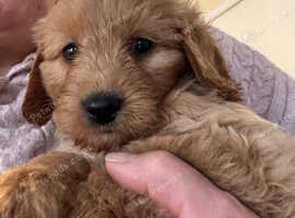 3rd generation toy labradoodles