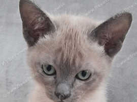 Tonkinese kitten available to the right home