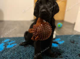 Beautiful Black Flatcoat puppies