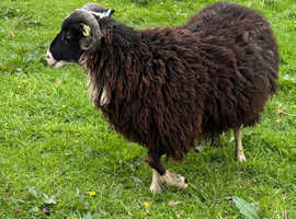 Shetland ram and soay ewe