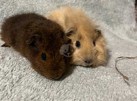Bonded pair of baby male Guinea Pigs
