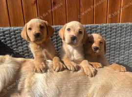 Labrador Retriever Puppies