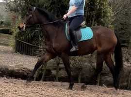 15.2h Irish sports mare full green book