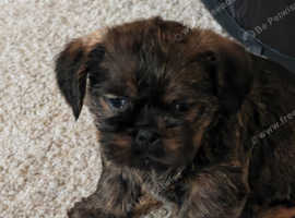 Adorable Pugzu puppies, all males