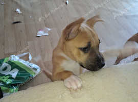 9 week old husky/staffy