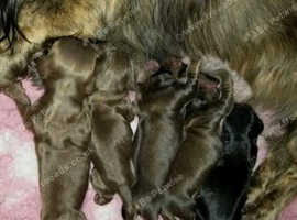 LOVELY MINIATURE DACHSHUNDS