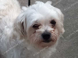 Female white Maltese. For sale to only kind, dog loving people.