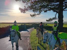 Highland x 6 year old dun mare 14.2hh