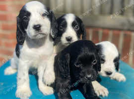 Cocker Spaniel Puppies Available Now in Chichester on Freeads ...