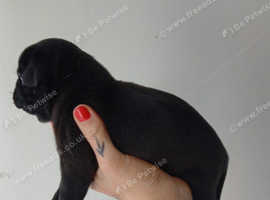 Black pug puppies