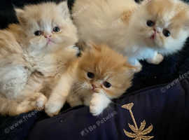 Freeads kittens best sale for sale