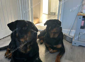 Litter of 7 gorgeous Rottweiler puppies