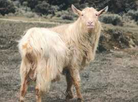 Polled Guernsey billy for hire only