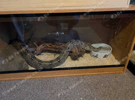 Female dwarf boa 5/6ft long