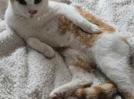 Gorgeous cat