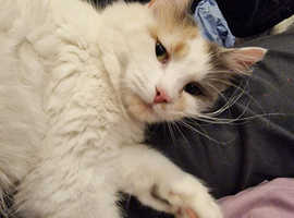 Ready Now Stunning Young Ragamuffin Female Cat about 9 months