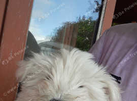 Pure Breed west highland terriers