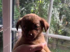 Chihuahua cross Pomeranian puppies