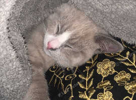 Grey British shorthair and radgoll