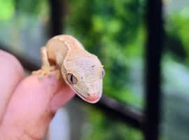 OMG Beautiful Crested Geckos!!!
