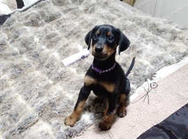 Gorgeous extremely loving doberman girl top pedigree