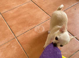Purebred Chihuahua puppy