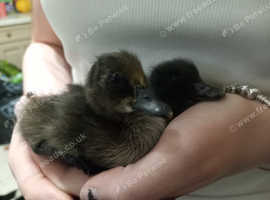 2 x Cayuga ducklings- day old