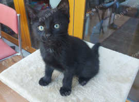 Male Black Tabby Kittens