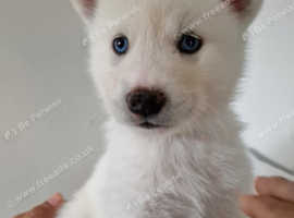 9 Beautiful Alaskan Huskies Ready for Their Forever Homes!
