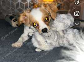 Bella for sale