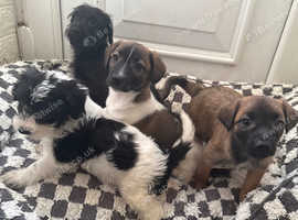 4 beautiful girl terrier cross German Shepherd x Labrador puppies