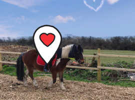 Part bred gypsy cob gelding approx 13.1hh