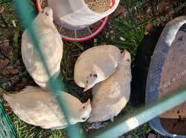 Male quails for sale