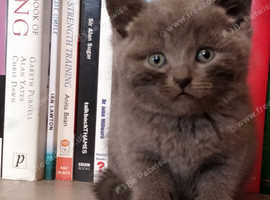 Beautiful Russian Blue kittens 9 weeks with 5 weeks insurance
