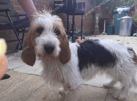 2 Year Old Basset Griffon Vendeen - £500 open to offers.