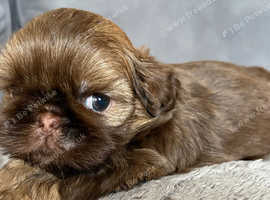 Shihtzu puppies