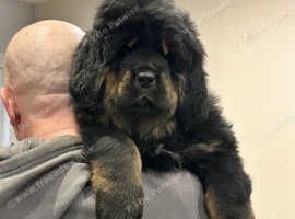 Tibetan Mastiff puppies for sale