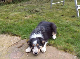 Sheepdog pups for sale
