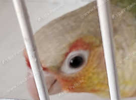 Baby Conures