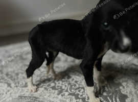 Puppy for regime