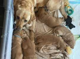 labrador