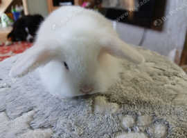 Stunning Lion Lop baby rabbit RTR