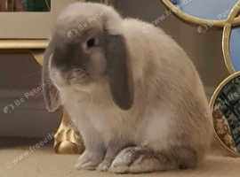 Lop