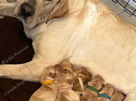Stunning Labrador Retrievers
