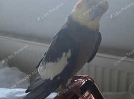 One budgie and one cockatiel