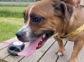Staff cross Pug, Jack Russell