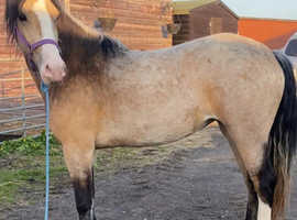 Registered Welsh D filly